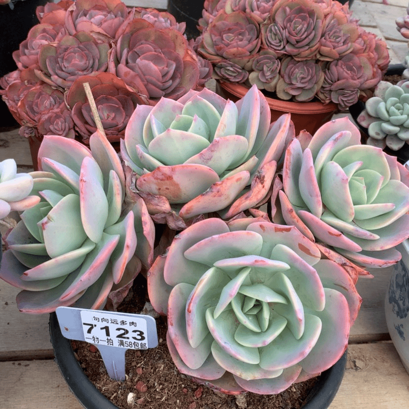 【闪购商品】馨*儿白凤7123