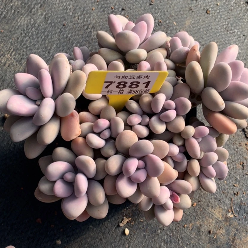 【闪购商品】H**o桃蛋7881