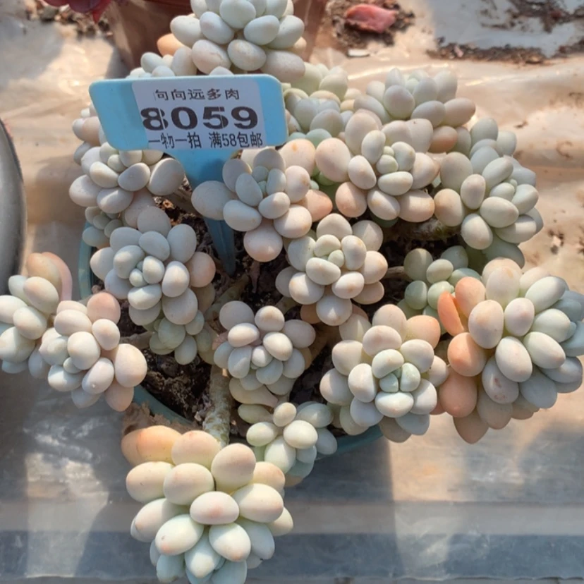 【闪购商品】8*鱼子酱8059