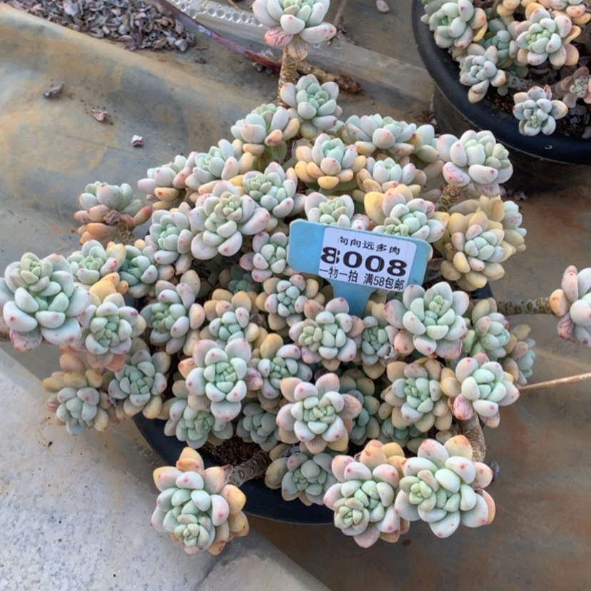 【闪购商品】不***,劳尔8008