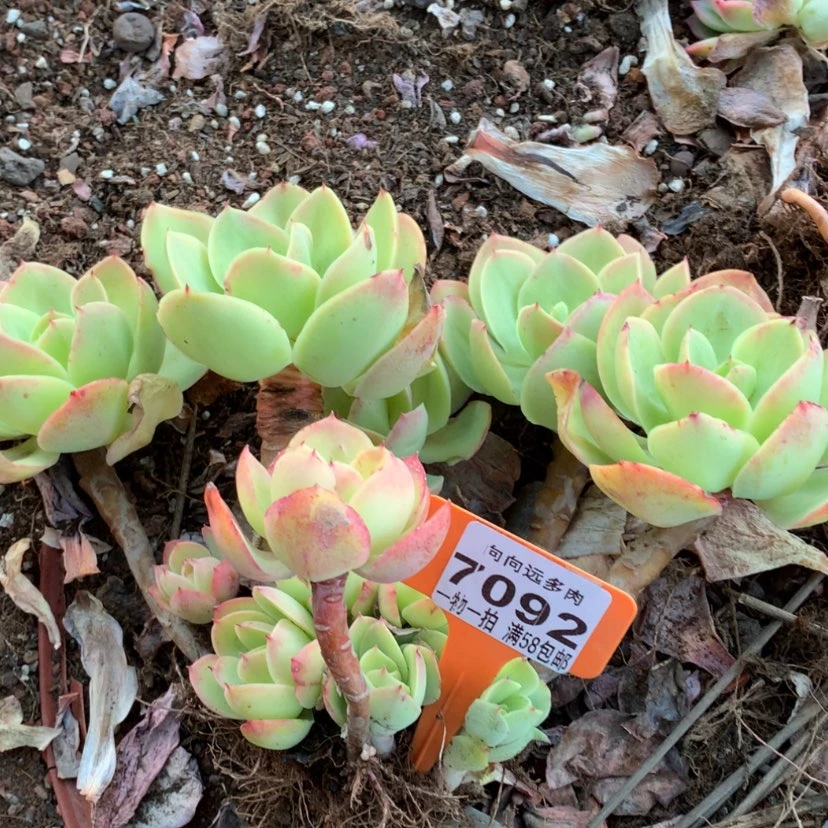 【闪购商品】清**菜骑兵7092