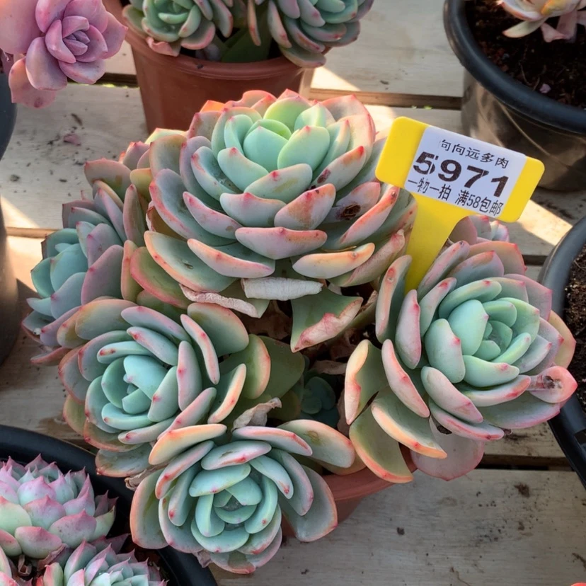 【闪购商品】桃*源白月光5971