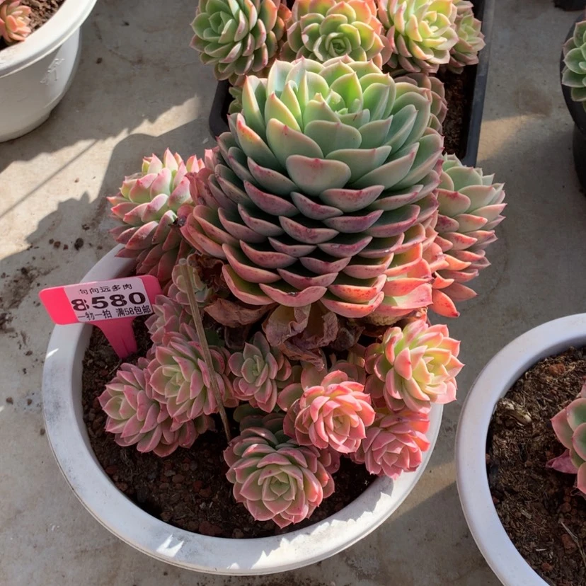 【闪购商品】铭*?哈密瓜8580