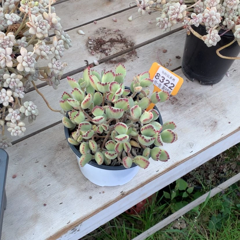 【闪购商品】C**?熊童子8322