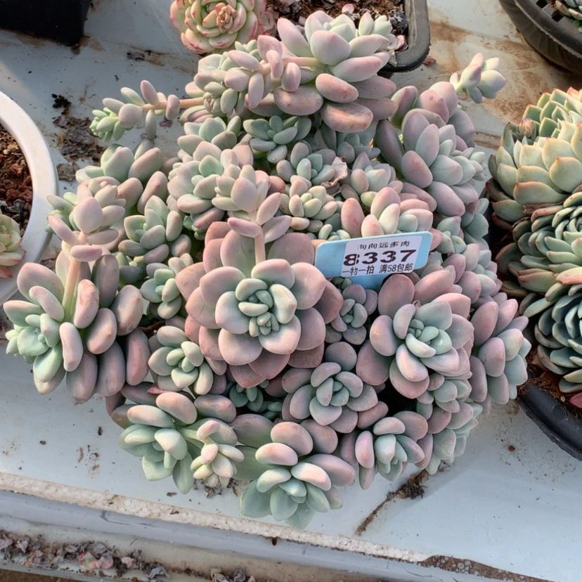 【闪购商品】c****w洛神8337