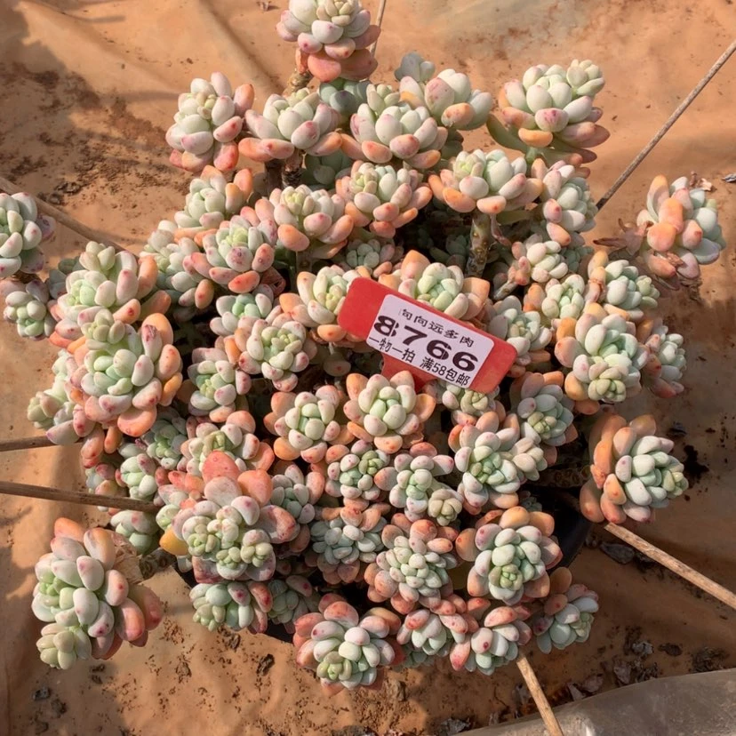 【闪购商品】?***?劳尔8766