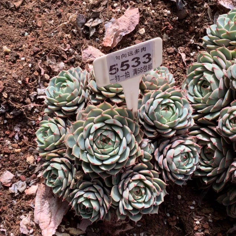 【闪购商品】冰*橙本吧5533