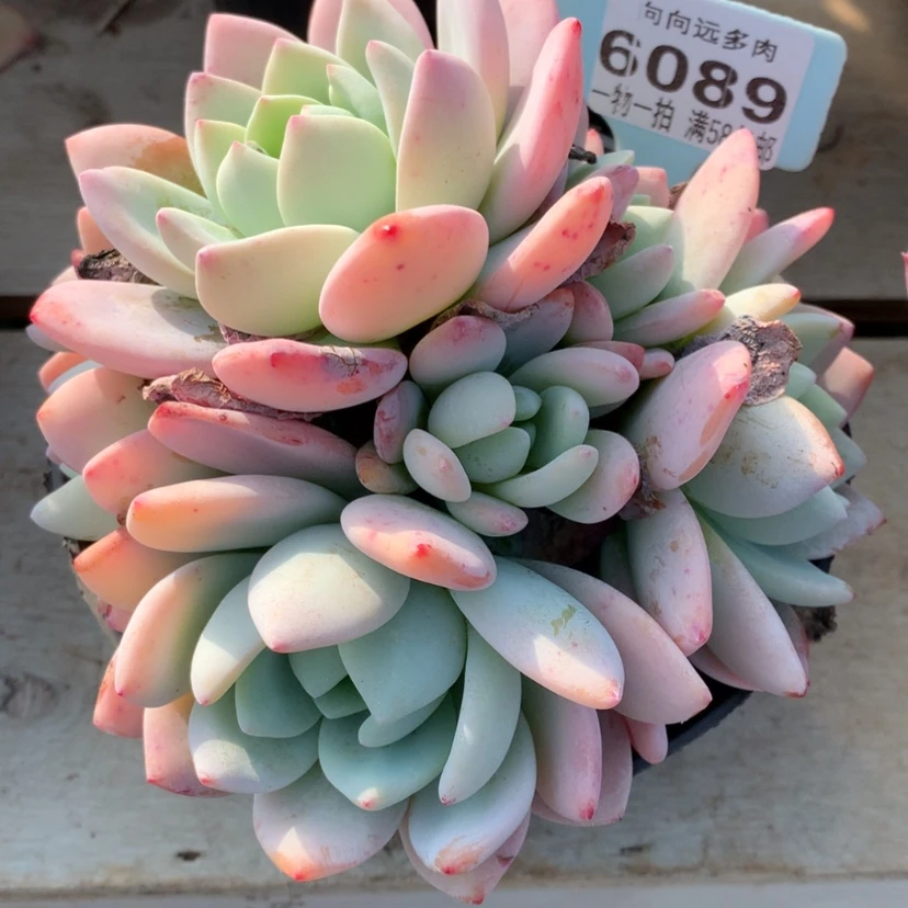 【闪购商品】念**冉冷香6089