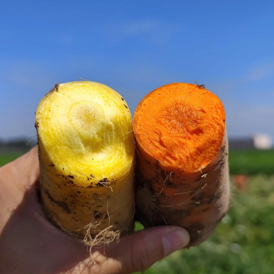 【丝路骄子】新疆黄胡萝卜/胡萝卜5斤±100g/箱