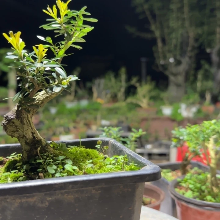 木竹*石黄杨花造型盆景树