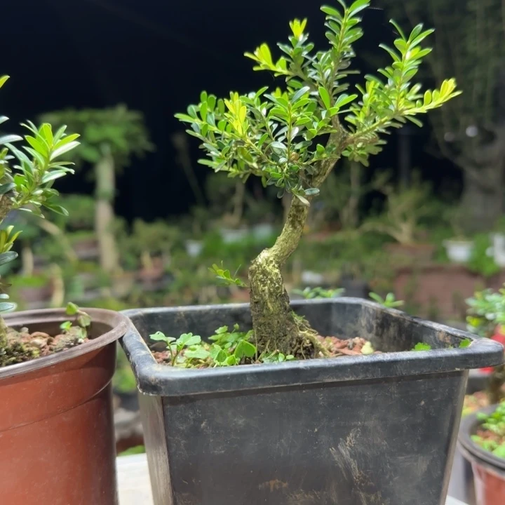 木天***✨黄杨花造型盆景树