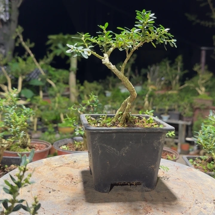 木笑*少黄杨花造型盆景树