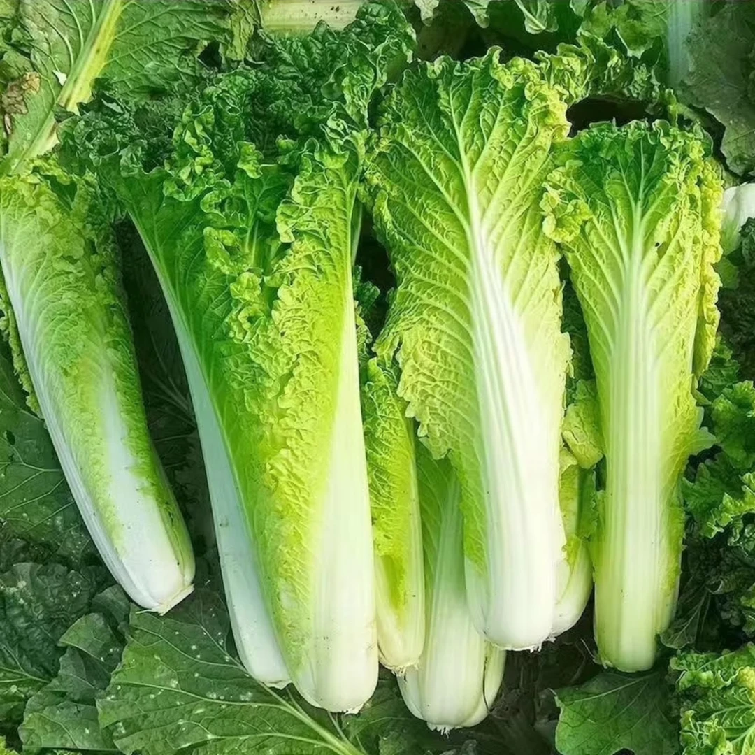 云南楚雄高原露天麻叶青