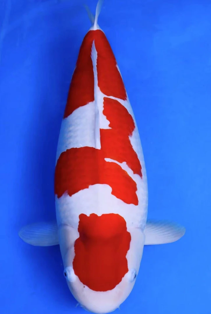 大日进口红白芥子茶鲤淡水活体锦鲤观赏鱼