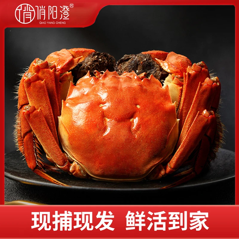 【鲜活活蟹】30只母蟹20只送10只公蟹0.9-1.1两净重 1350g-1650g