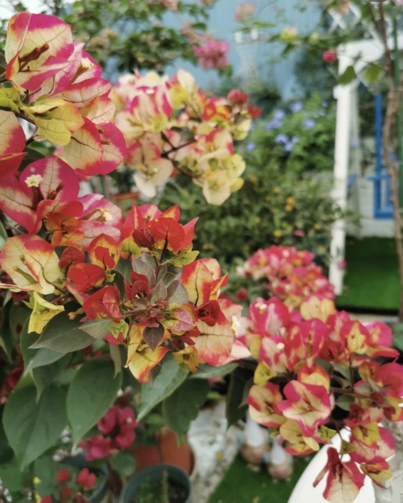 【直播专用】三角梅百变红樱花卉勤花四季开花基地直发