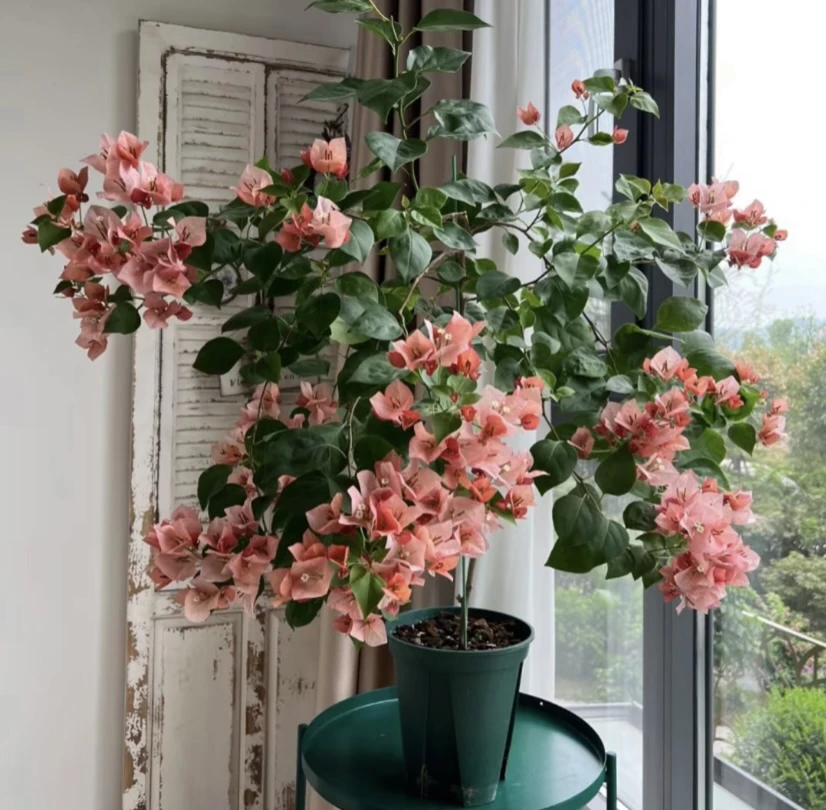 【不甜西瓜】三角梅花卉勤花庭院花卉四季开花基地直发