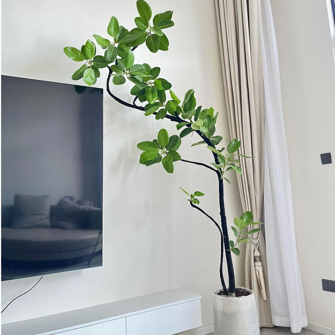 老桩造型高山榕榕树绿植大棵客厅盆栽植物树大型高档基地培植发货