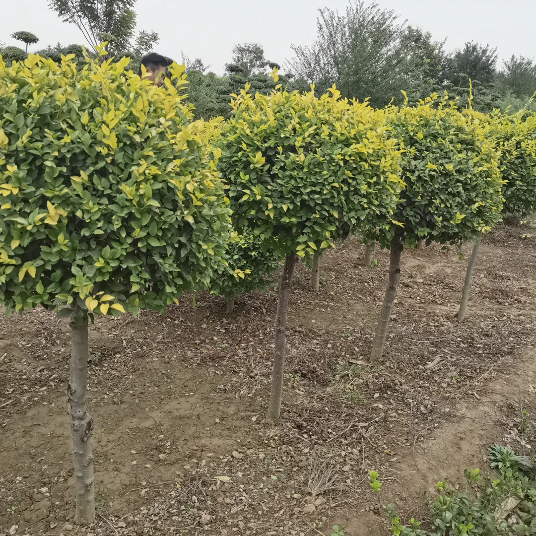 金叶榆棒棒糖耐寒财神庭院绿植室内室外易活