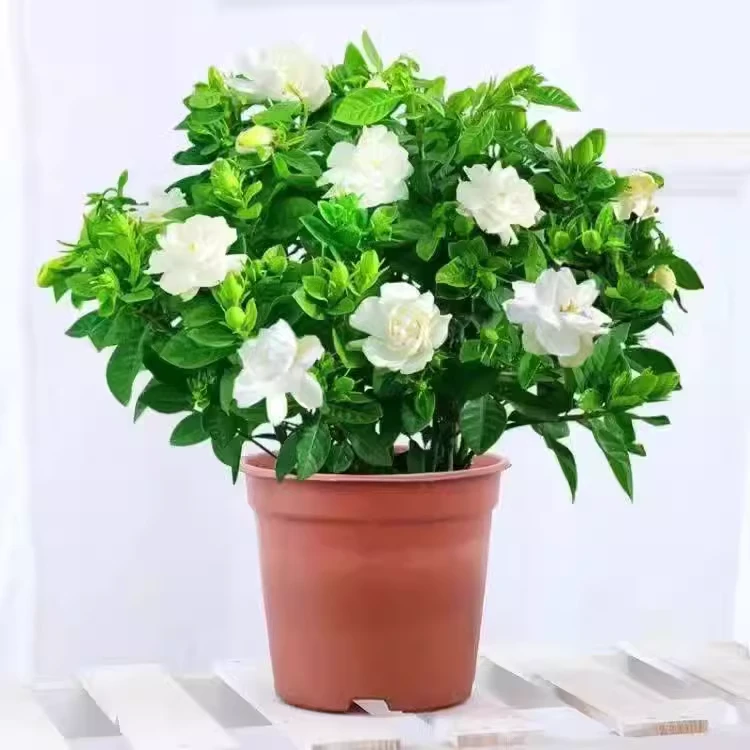 大叶栀子栽独杆棒棒糖栀子花室内盆栽