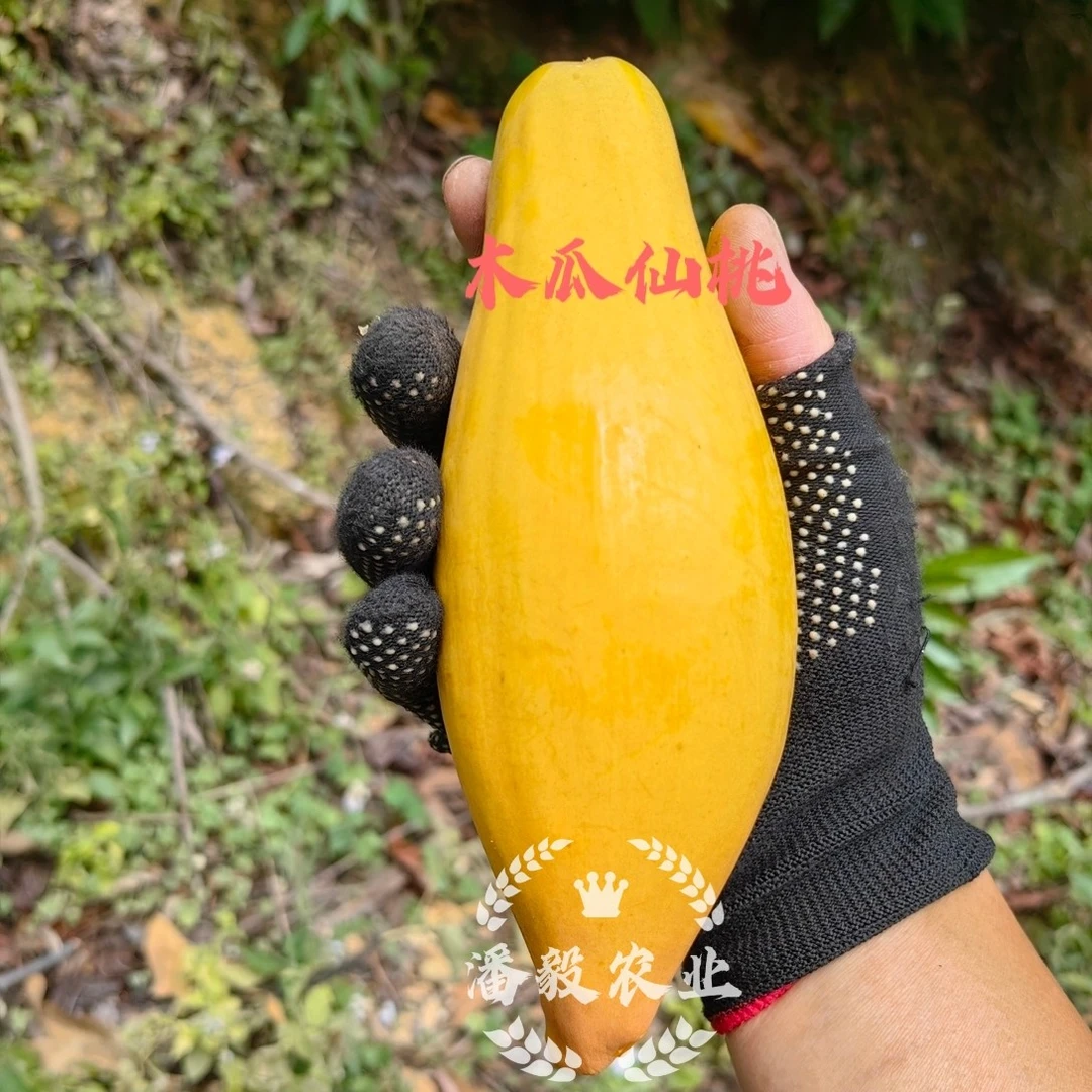 木瓜仙桃鸡蛋果嫁接苗随机发货品种保证对版