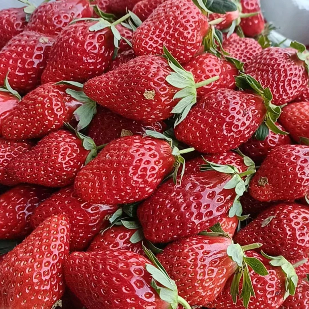 大果草莓4斤