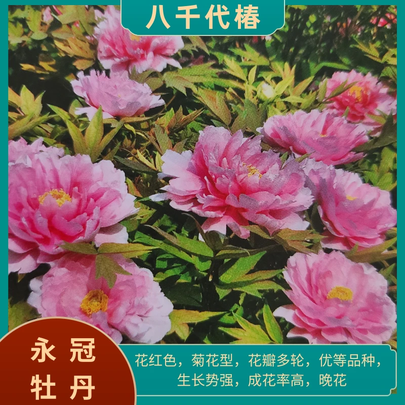 【八千代椿 】洛阳精品地栽观赏牡丹  基地直发