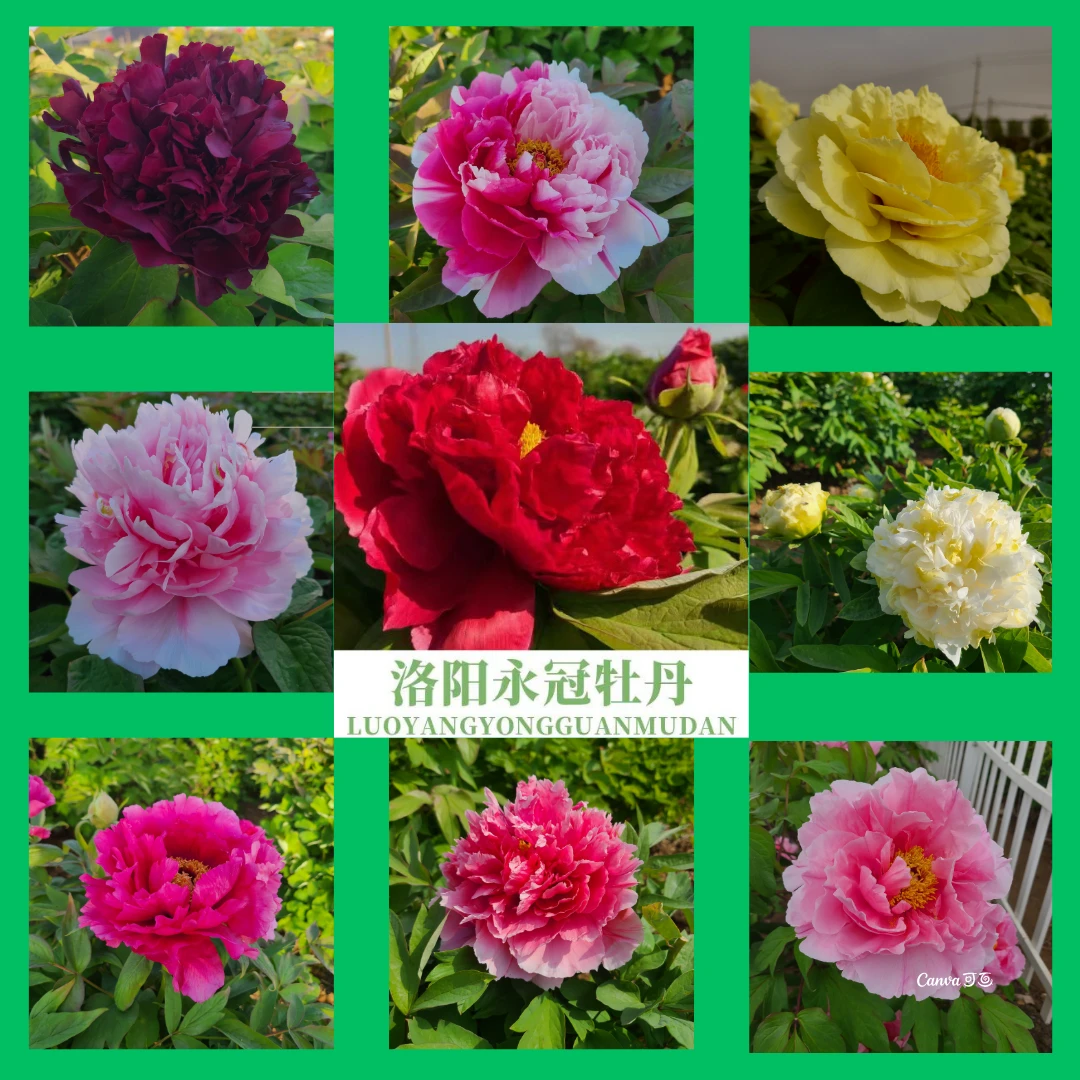 【一物一拍】永冠精品牡丹花直播间专用 原盆原土 洛阳基地直发