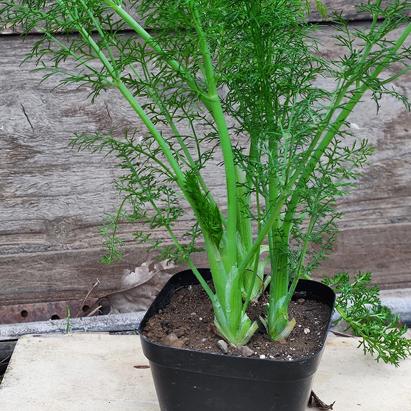 割茬小茴香树苗食用茴香菜盆栽茴香苗带根小茴香根菜室内盆栽植物