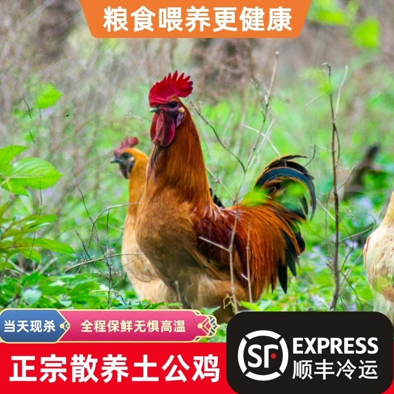 【沂蒙山】正宗散养公鸡农家散养鸡土公鸡炒鸡秘方+炒鸡调料+调味汁