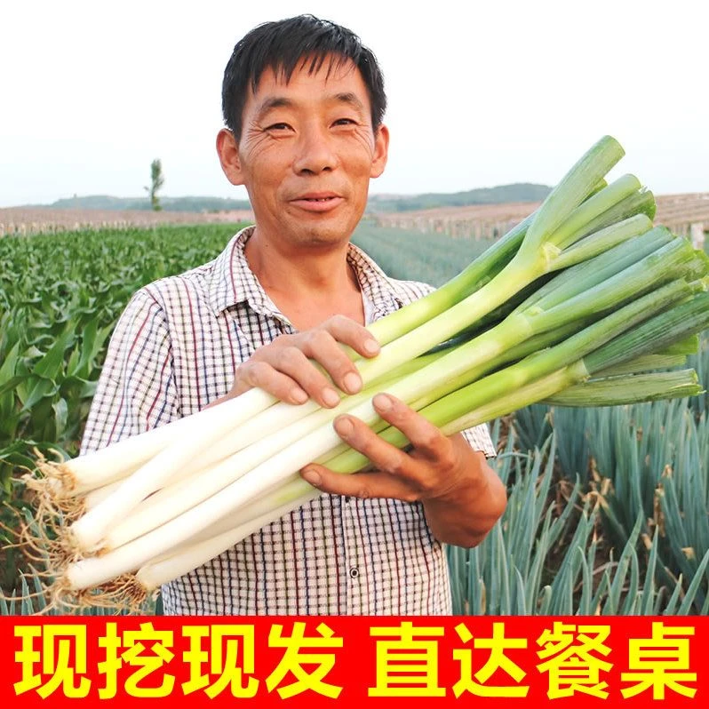 【正宗铁杆大葱 】河南新鲜脆甜脆辣大葱新鲜现挖青白葱钢葱