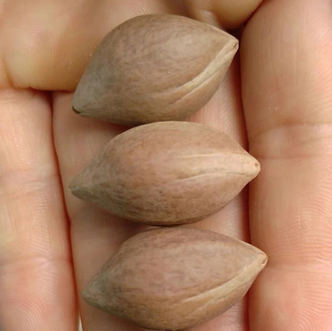 橄榄核雕刻 核雕 F99