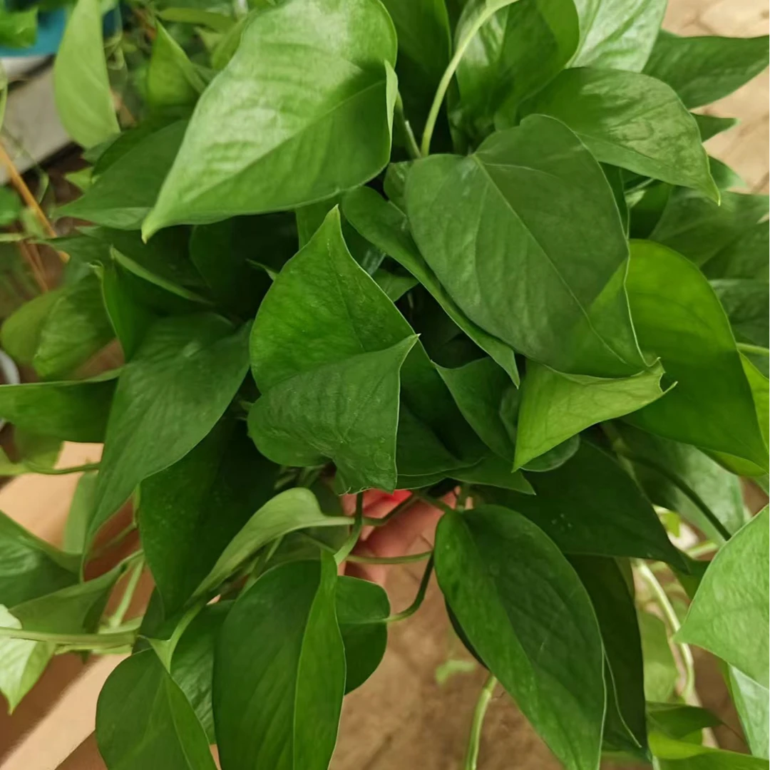 (两盆）慈航精品绿萝室内植物长藤绿植吸除甲醛净化空气基地原盆