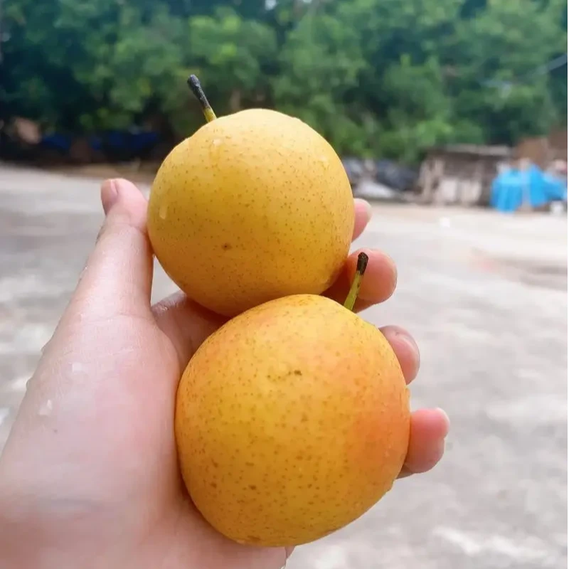 南果梨树苗（辽南特产）