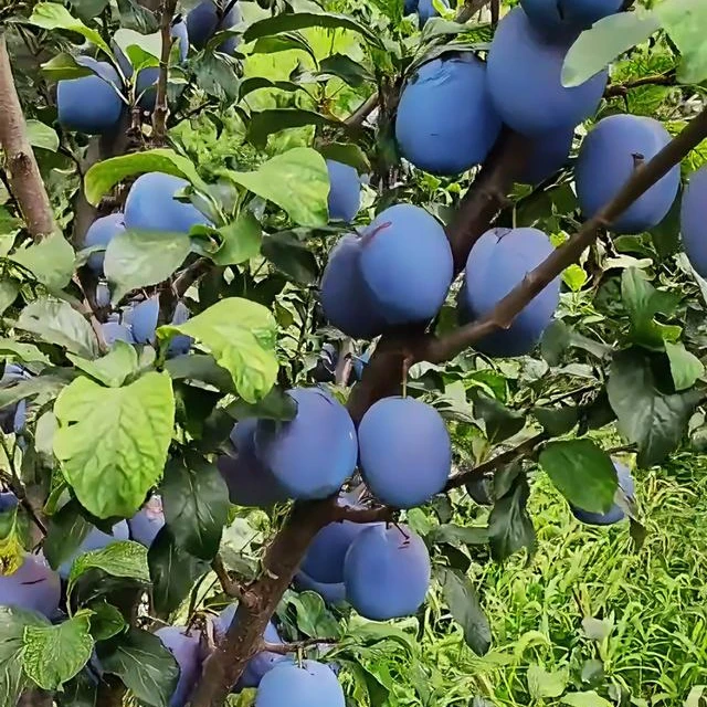 艾琳娜西梅树苗（最新品种）