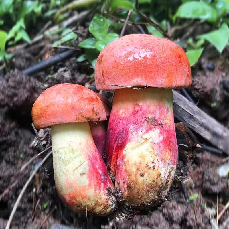 见手青菌子牛肝菌云南新鲜红葱野山菌食用菌2斤顺丰冷链包邮