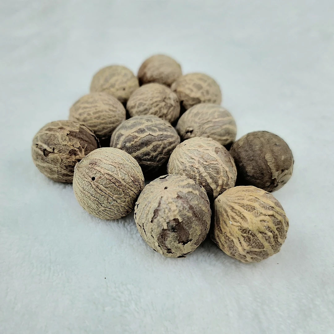 白玉菩提根原果25-27mm 4颗<配送砂纸>
