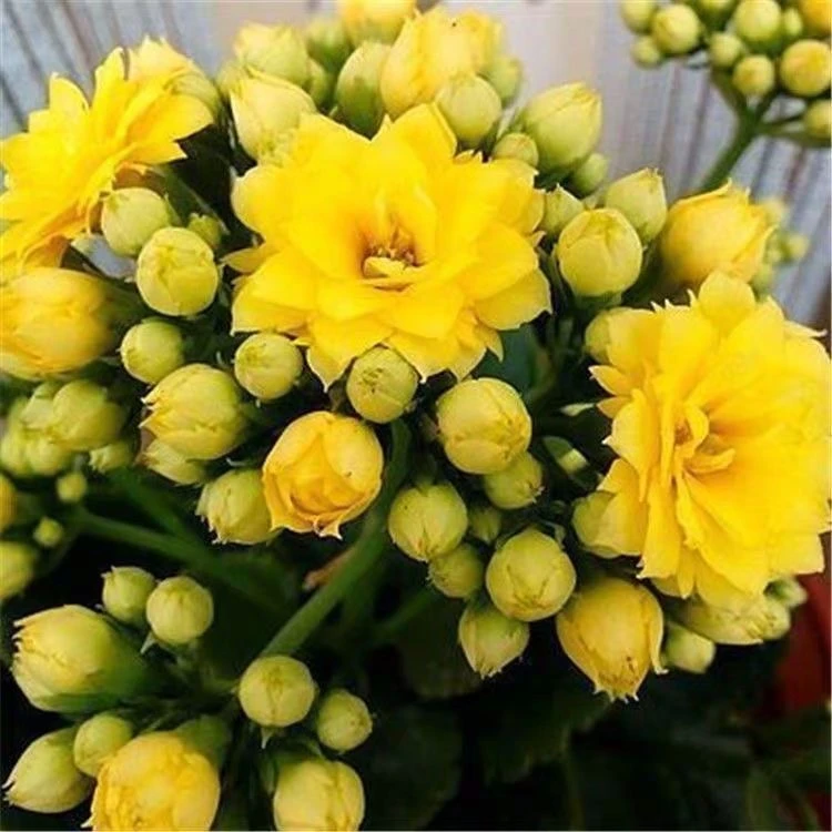 【姚黄】长寿花110杯，连盆高度20厘米以上