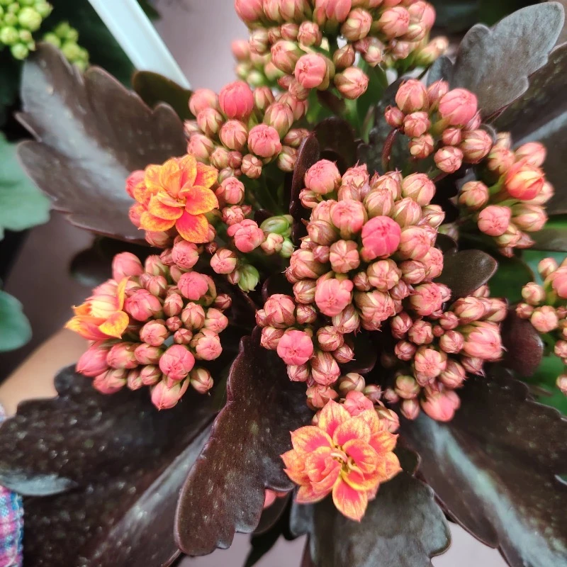 【灵雀】110杯 整体高度20厘米以上