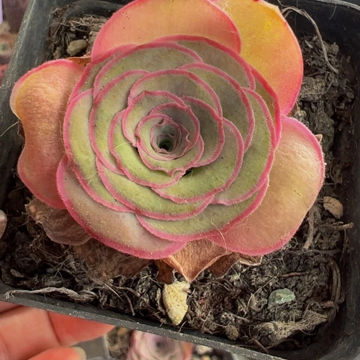 ?****ˇ玫瑰组合山地玫瑰