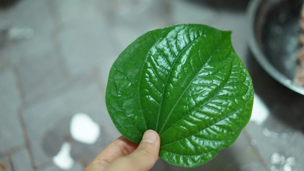 蛤蒌叶 . 假娄叶. 野生. 炒螺，包粽子