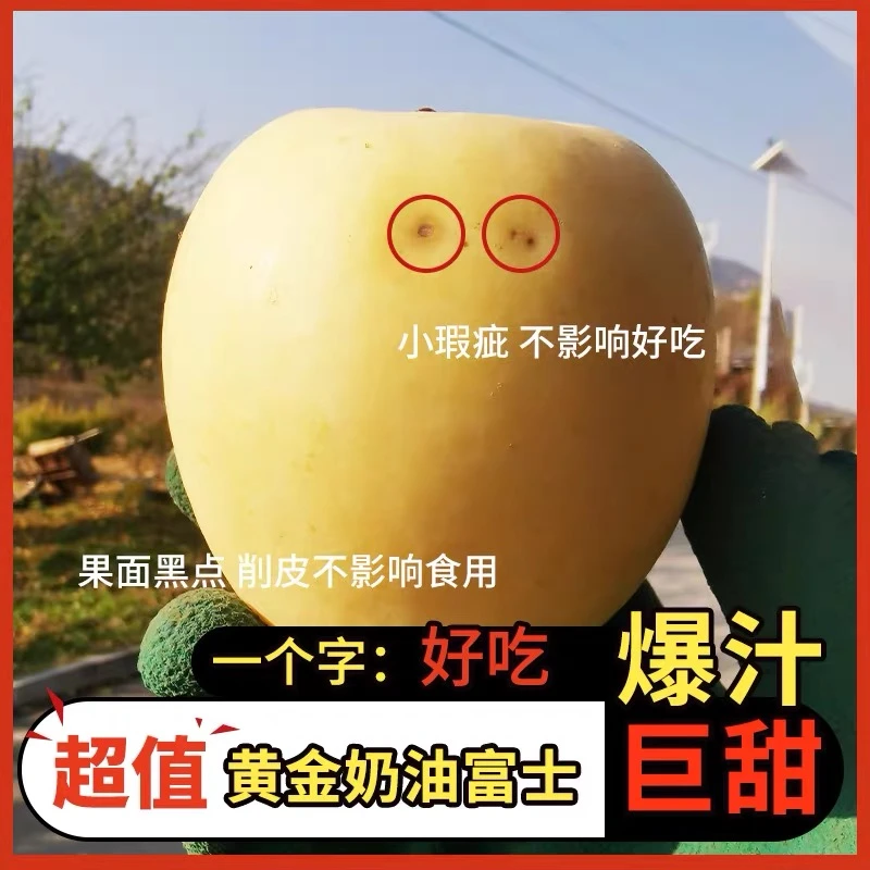 【微瑕果】奶油苹果山东烟台栖霞黄金富士脆甜丑冰糖心新鲜生鲜食品