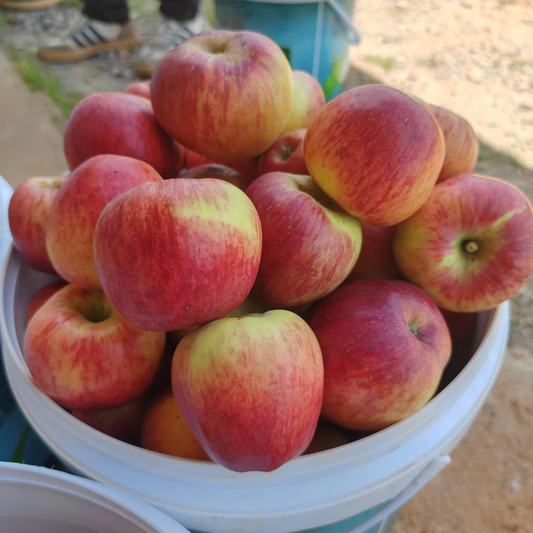 云南高山红露苹果冰糖心苹果今年新苹果当季水果脆甜多汁