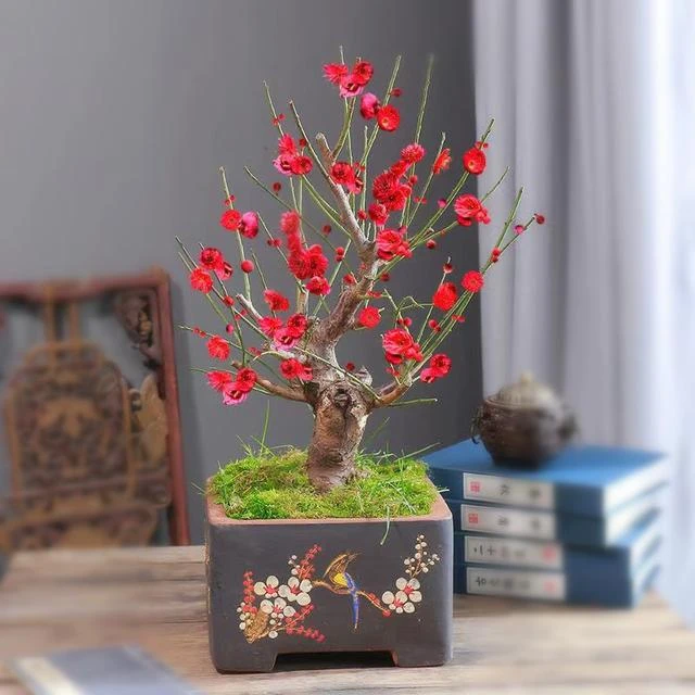 【土球发货小盆景】矮霸骨里红梅花