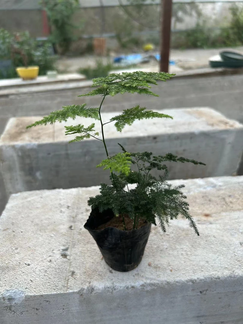 茶台小盆景云竹盆栽