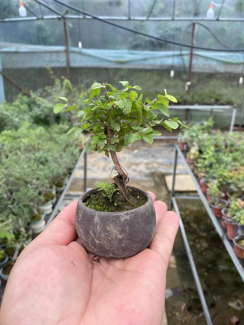 【茶台小盆景】豆豆盆小雀梅带盆发货