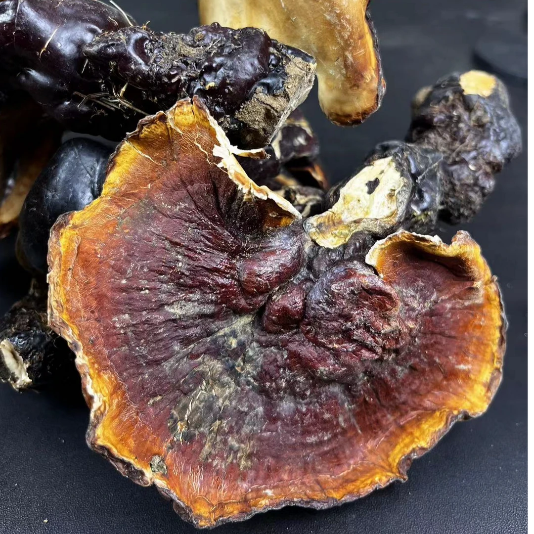 西藏波密 仿野生白心白肉灵芝参