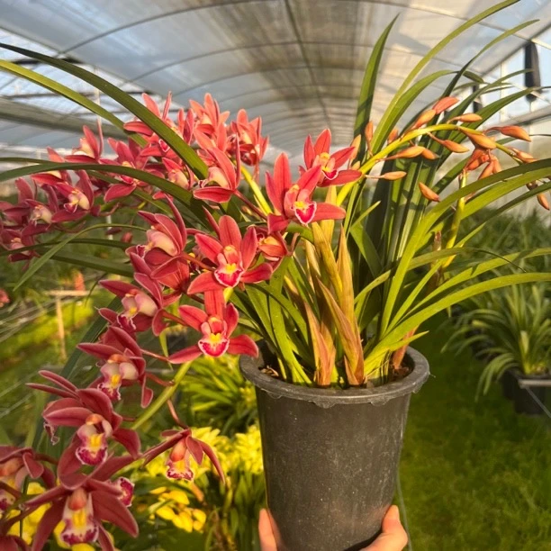 杂交兰红色【红双喜】年宵花清香室内开花兰花盆栽花期三个月