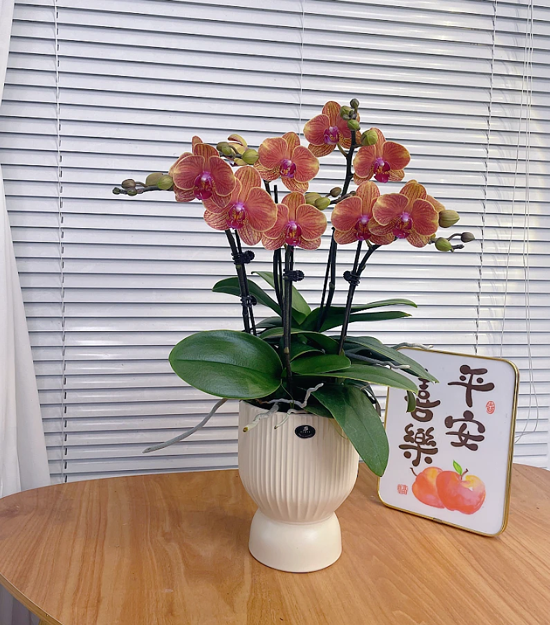 【吉利】蝴蝶兰鲜花 花期长易养 绿植 送礼 家居摆件