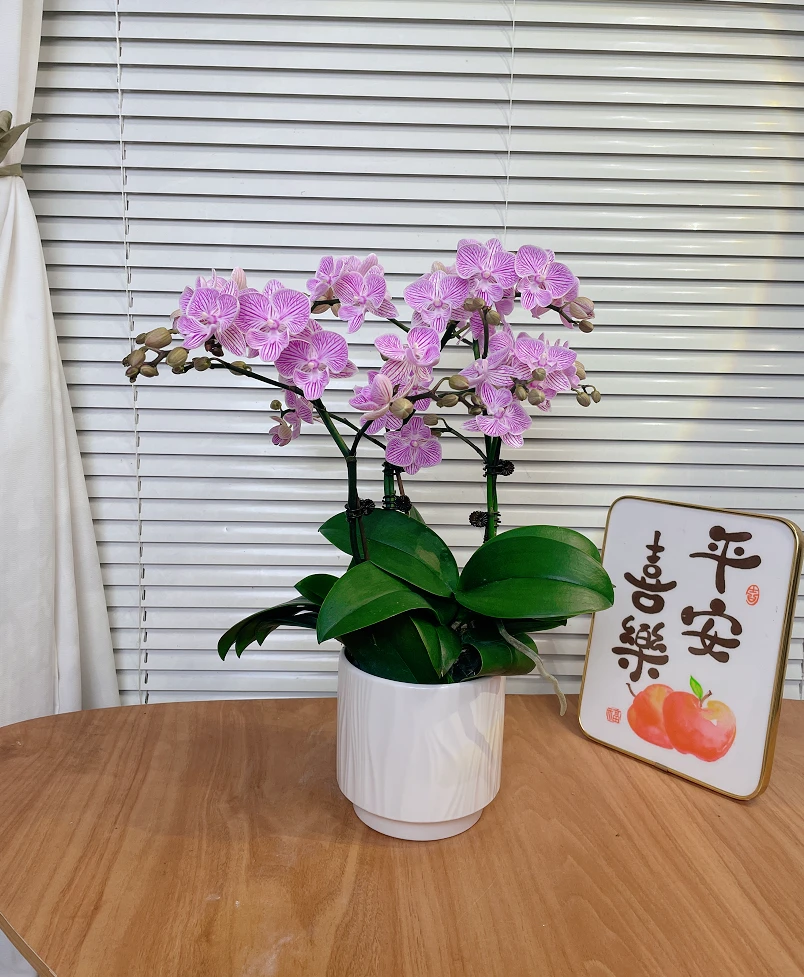 【樱花】爆花量 蝴蝶兰 花期长易养 绿植 花苞多